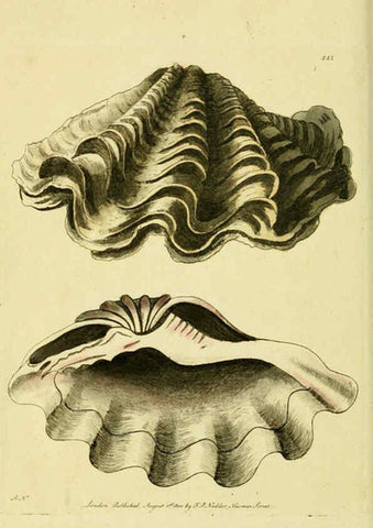 Reproducción/Reproduction 6048798575: Descriptions and illustrations of mollusks [18--] 