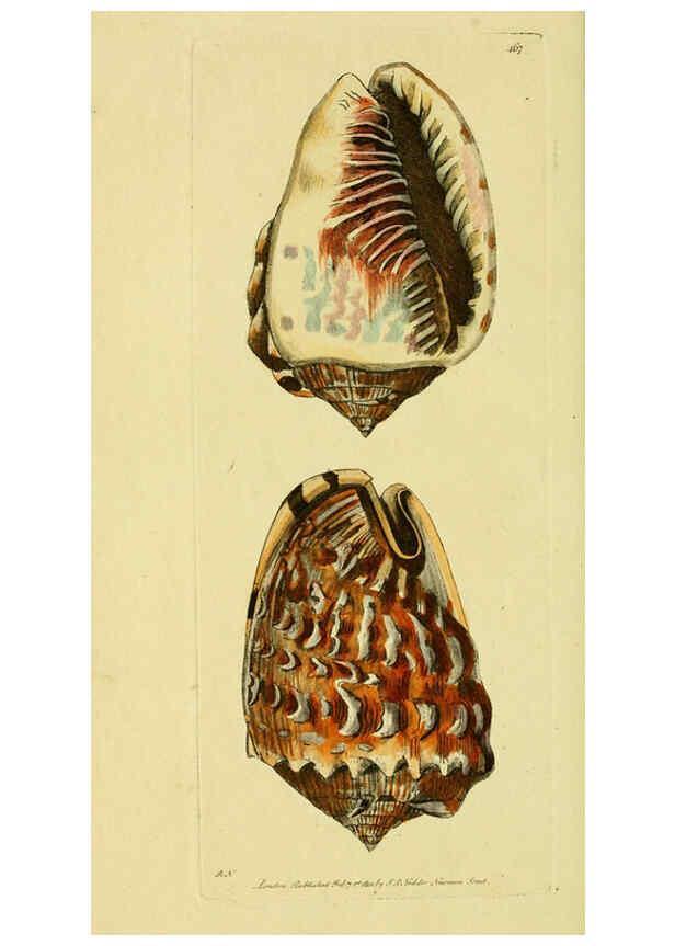 Reproducción/Reproduction 6048799029: Descriptions and illustrations of mollusks [18--] 