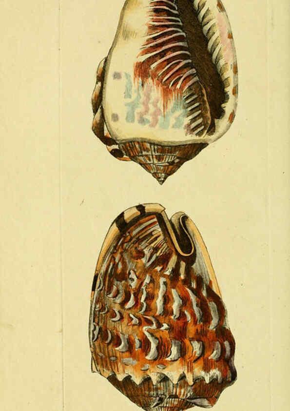 Reproducción/Reproduction 6048799029: Descriptions and illustrations of mollusks [18--] 