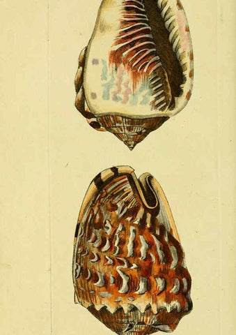 Reproducción/Reproduction 6048799029: Descriptions and illustrations of mollusks [18--] 