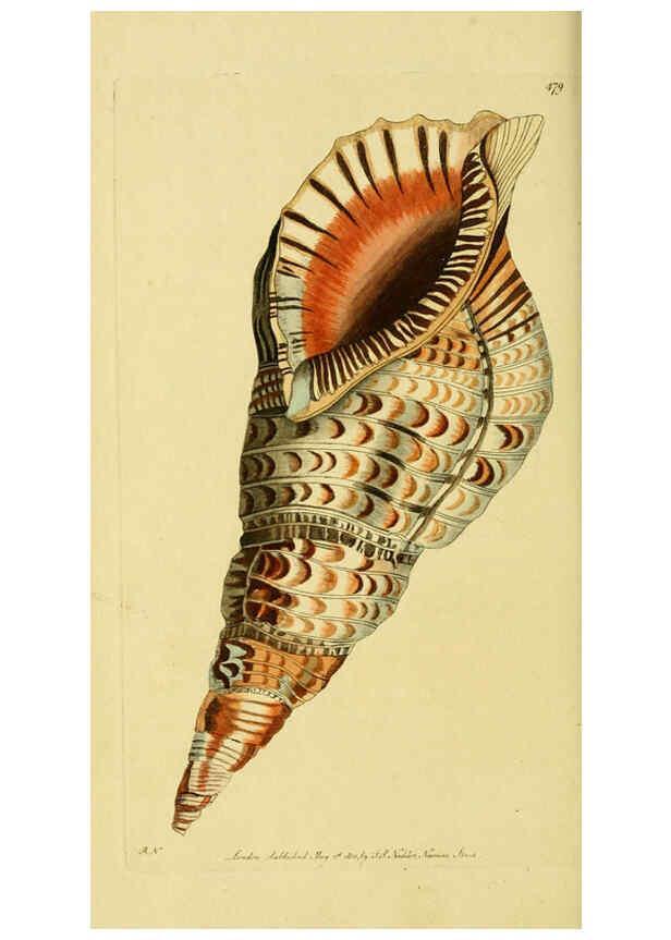 Reproducción/Reproduction 6049352570: Descriptions and illustrations of mollusks [18--] 