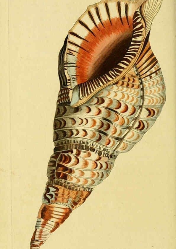 Reproducción/Reproduction 6049352570: Descriptions and illustrations of mollusks [18--] 