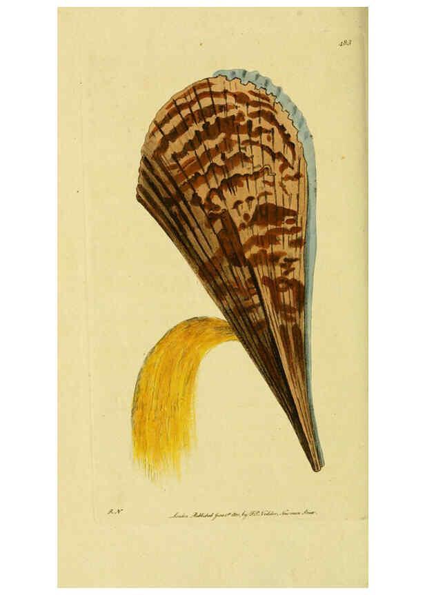 Reproducción/Reproduction 6048799813: Descriptions and illustrations of mollusks [18--] 
