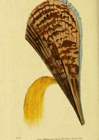Reproducción/Reproduction 6048799813: Descriptions and illustrations of mollusks [18--] 