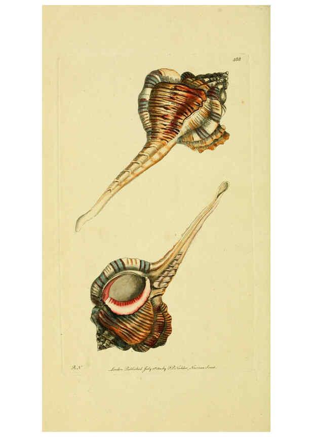 Reproducción/Reproduction 6049353394: Descriptions and illustrations of mollusks [18--] 