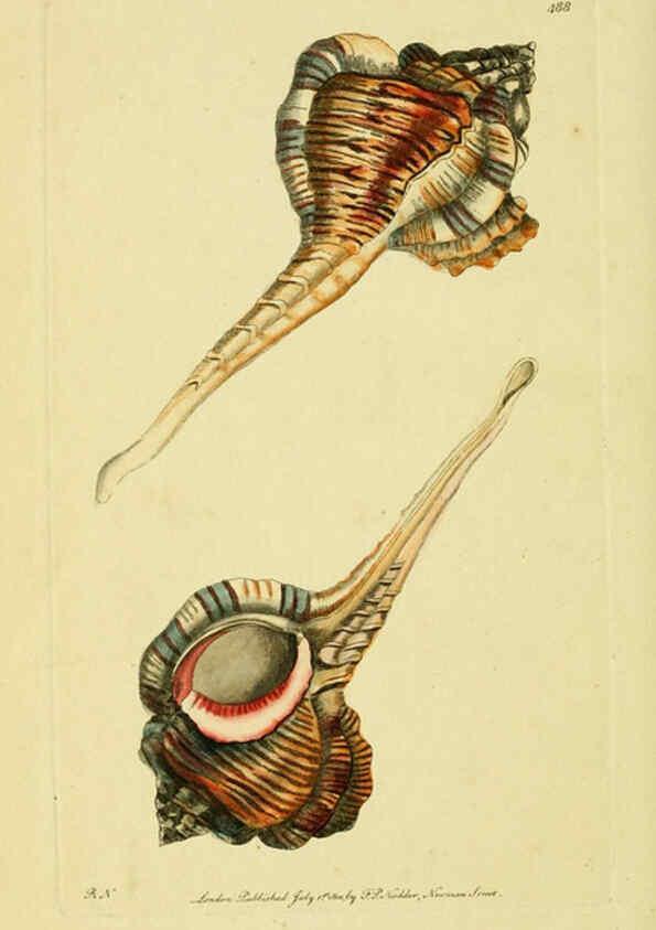 Reproducción/Reproduction 6049353394: Descriptions and illustrations of mollusks [18--] 