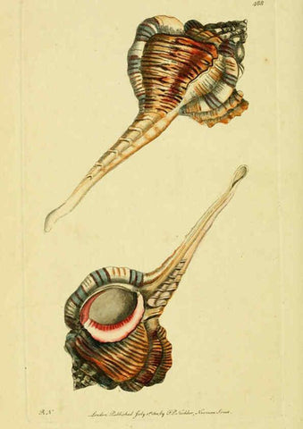 Reproducción/Reproduction 6049353394: Descriptions and illustrations of mollusks [18--] 