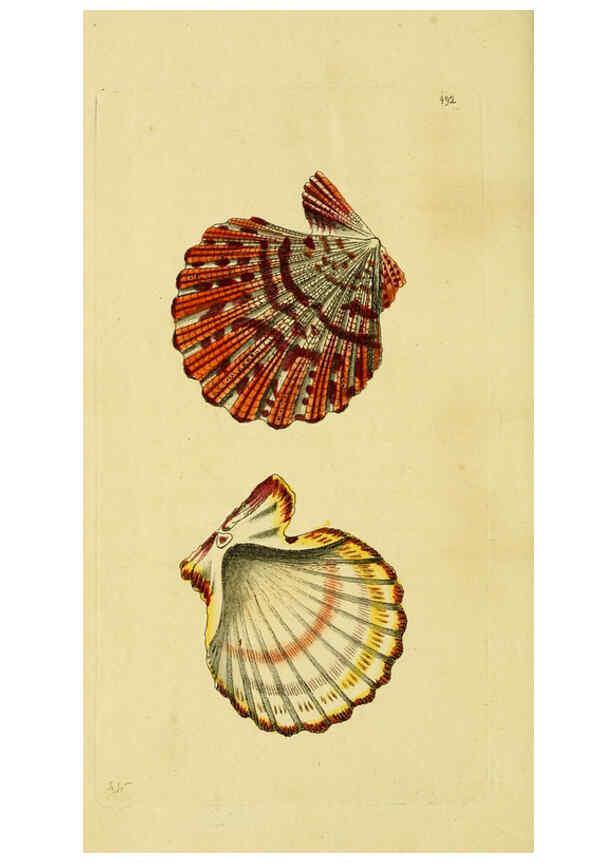 Reproducción/Reproduction 6048800261: Descriptions and illustrations of mollusks [18--] 