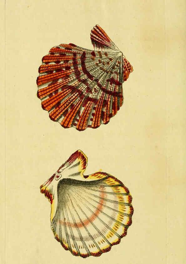 Reproducción/Reproduction 6048800261: Descriptions and illustrations of mollusks [18--] 