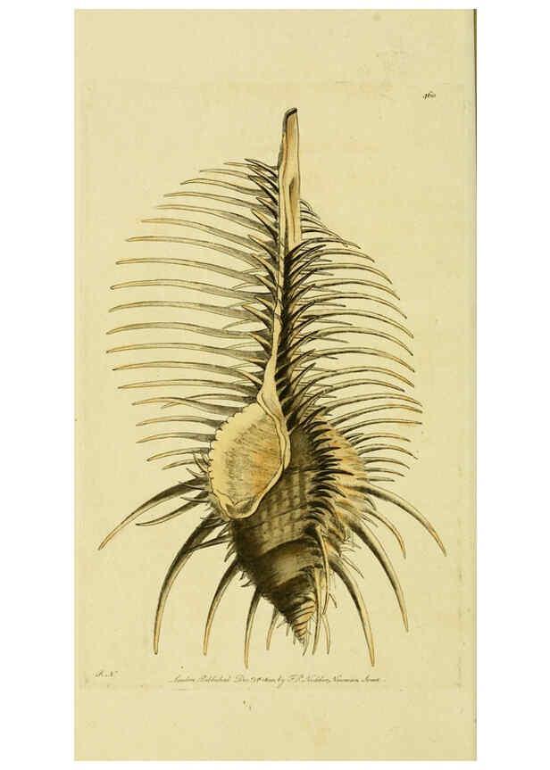 Reproducción/Reproduction 6048798747: Descriptions and illustrations of mollusks [18--] 