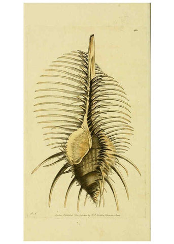 Reproducción/Reproduction 6048798747: Descriptions and illustrations of mollusks [18--] 