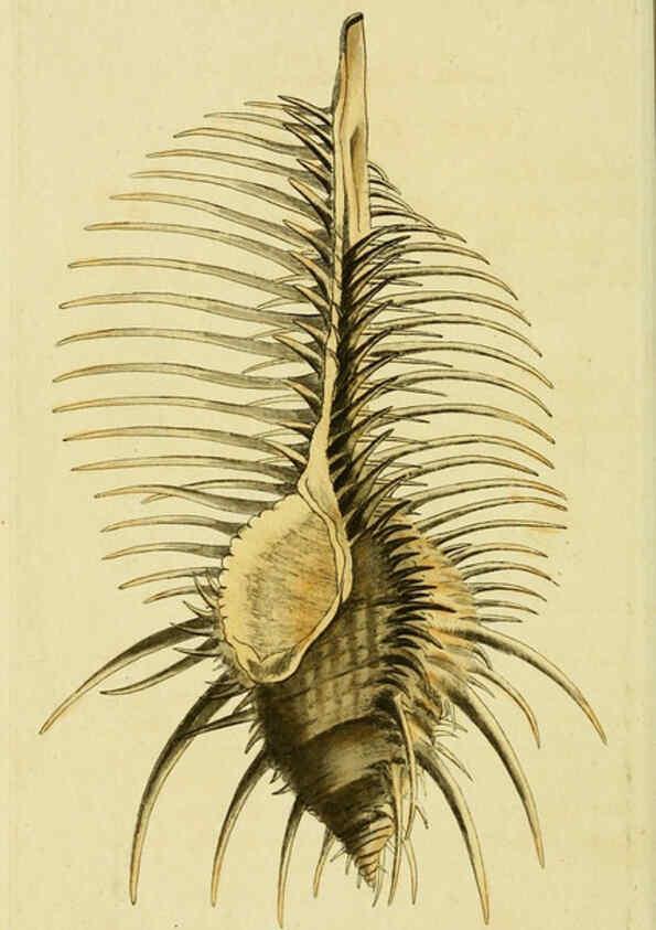 Reproducción/Reproduction 6048798747: Descriptions and illustrations of mollusks [18--] 