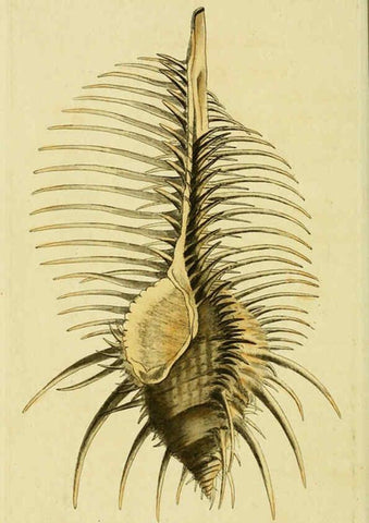 Reproducción/Reproduction 6048798747: Descriptions and illustrations of mollusks [18--] 