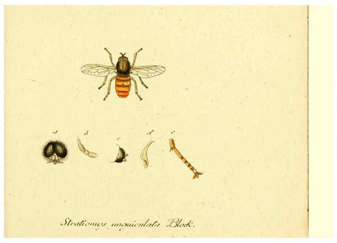 Reproducción/Reproduction 6045702845: Fauna Germanica, Diptera Nuremberg? :s.n.,between 1793 and 1805? 