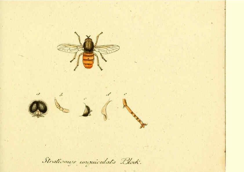 Reproducción/Reproduction 6045702845: Fauna Germanica, Diptera Nuremberg? :s.n.,between 1793 and 1805? 