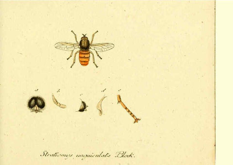 Reproducción/Reproduction 6045702845: Fauna Germanica, Diptera Nuremberg? :s.n.,between 1793 and 1805? 