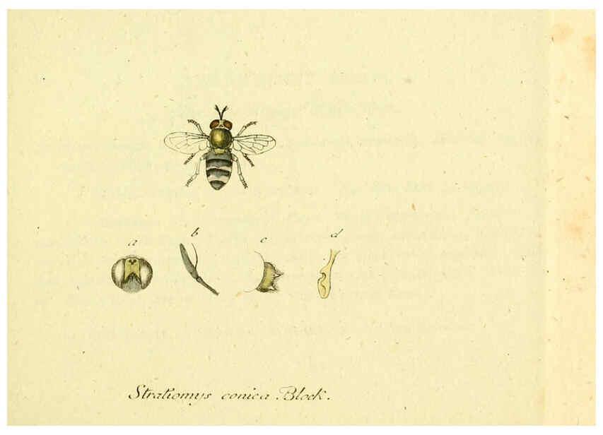 Reproducción/Reproduction 6045702457: Fauna Germanica, Diptera Nuremberg? :s.n.,between 1793 and 1805? 