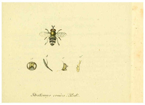 Reproducción/Reproduction 6045702457: Fauna Germanica, Diptera Nuremberg? :s.n.,between 1793 and 1805? 