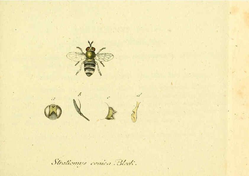 Reproducción/Reproduction 6045702457: Fauna Germanica, Diptera Nuremberg? :s.n.,between 1793 and 1805? 