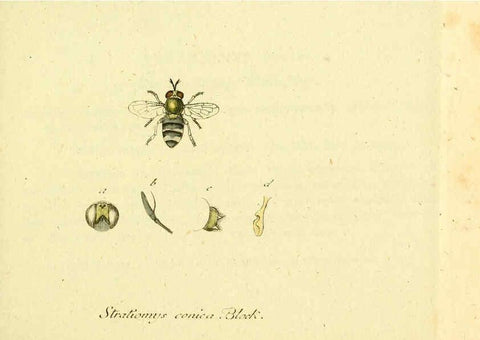 Reproducción/Reproduction 6045702457: Fauna Germanica, Diptera Nuremberg? :s.n.,between 1793 and 1805? 