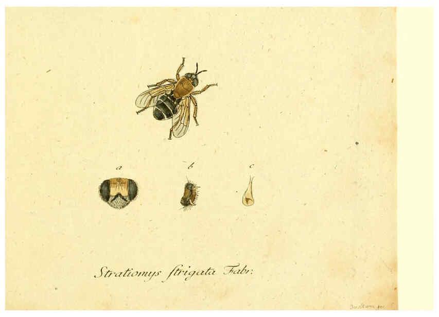 Reproducción/Reproduction 6045702113: Fauna Germanica, Diptera Nuremberg? :s.n.,between 1793 and 1805? 