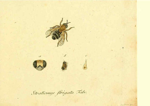Reproducción/Reproduction 6045702113: Fauna Germanica, Diptera Nuremberg? :s.n.,between 1793 and 1805? 
