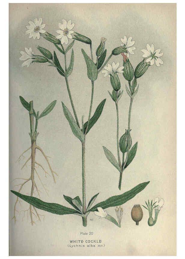 Reproducción/Reproduction 6045753298: Farm weeds of Canada Ottawa :Dept. of Agriculture,1923 