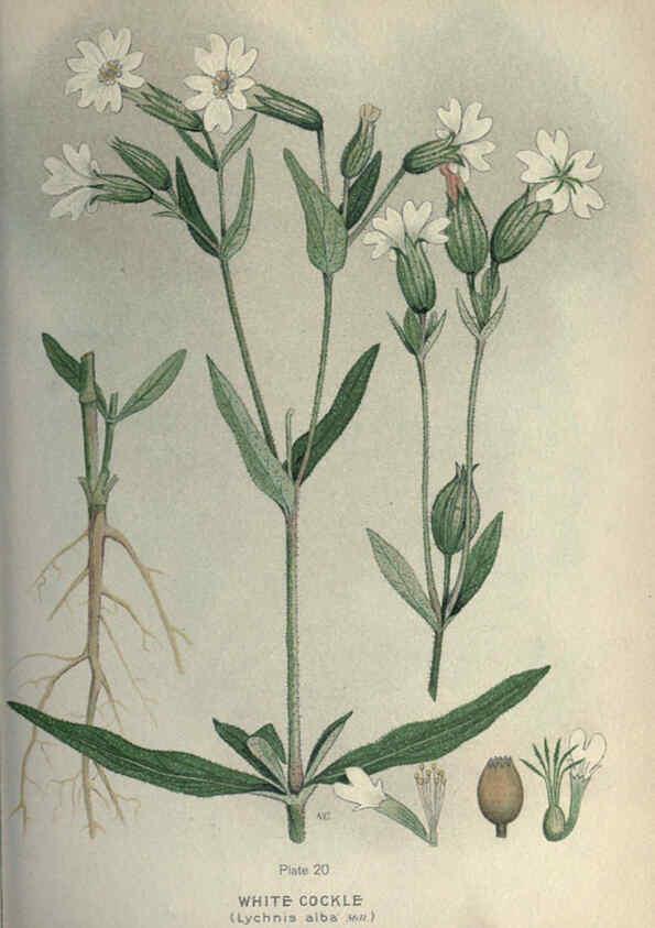 Reproducción/Reproduction 6045753298: Farm weeds of Canada Ottawa :Dept. of Agriculture,1923 
