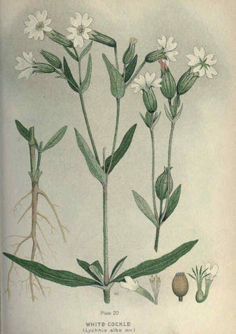 Reproducción/Reproduction 6045753298: Farm weeds of Canada Ottawa :Dept. of Agriculture,1923 