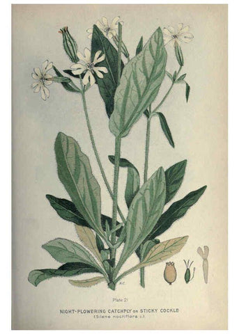 Reproducción/Reproduction 6045753490: Farm weeds of Canada Ottawa :Dept. of Agriculture,1923 