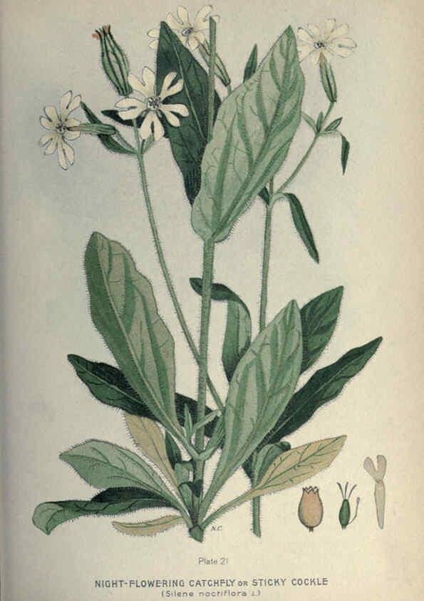 Reproducción/Reproduction 6045753490: Farm weeds of Canada Ottawa :Dept. of Agriculture,1923 