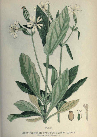 Reproducción/Reproduction 6045753490: Farm weeds of Canada Ottawa :Dept. of Agriculture,1923 