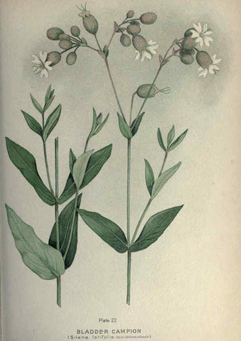 Reproducción/Reproduction 6045204059: Farm weeds of Canada Ottawa :Dept. of Agriculture,1923 