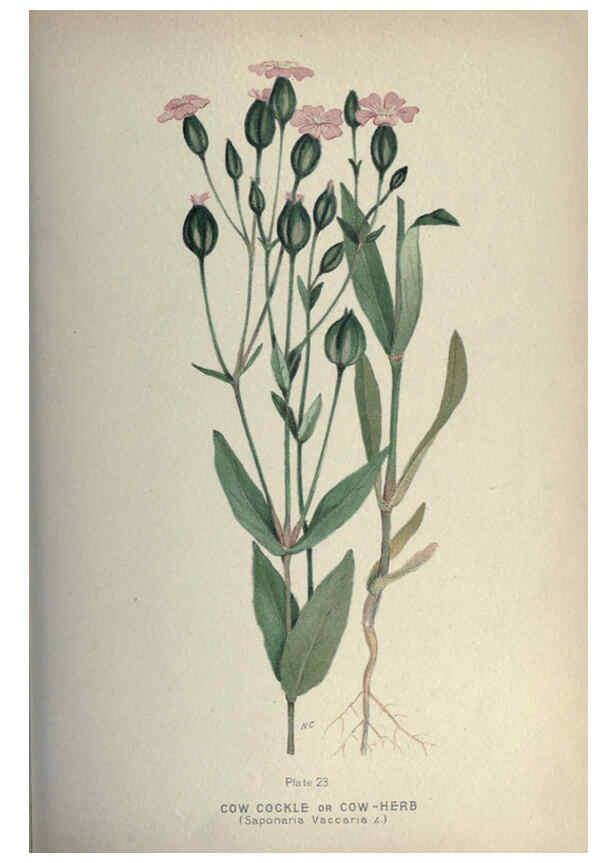 Reproducción/Reproduction 6045204235: Farm weeds of Canada Ottawa :Dept. of Agriculture,1923 