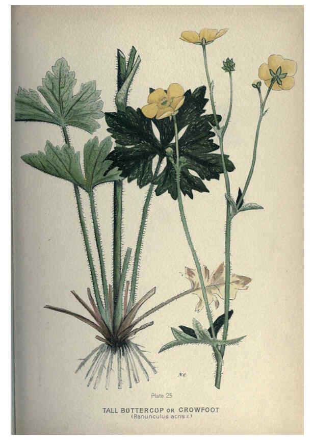 Reproducción/Reproduction 6045204387: Farm weeds of Canada Ottawa :Dept. of Agriculture,1923 