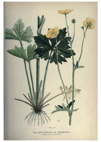 Reproducción/Reproduction 6045204387: Farm weeds of Canada Ottawa :Dept. of Agriculture,1923 