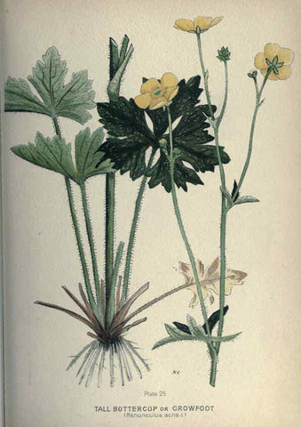Reproducción/Reproduction 6045204387: Farm weeds of Canada Ottawa :Dept. of Agriculture,1923 