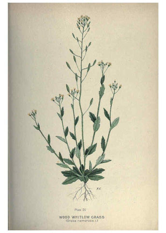 Reproducción/Reproduction 6045754396: Farm weeds of Canada Ottawa :Dept. of Agriculture,1923 