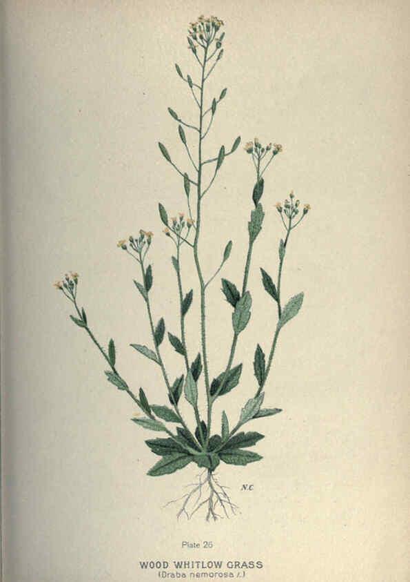 Reproducción/Reproduction 6045754396: Farm weeds of Canada Ottawa :Dept. of Agriculture,1923 