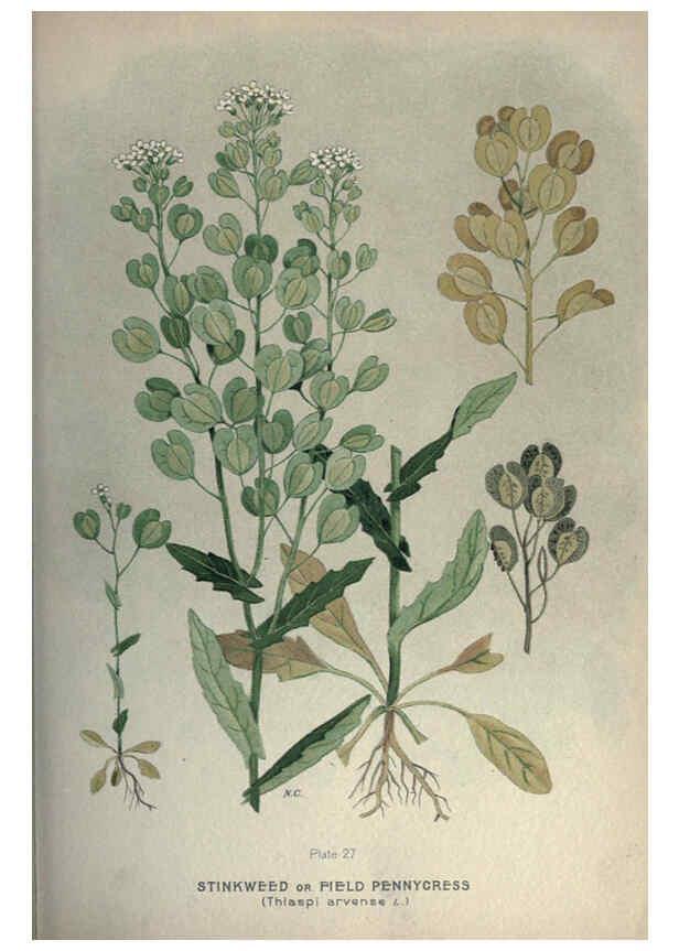 Reproducción/Reproduction 6045204935: Farm weeds of Canada Ottawa :Dept. of Agriculture,1923 