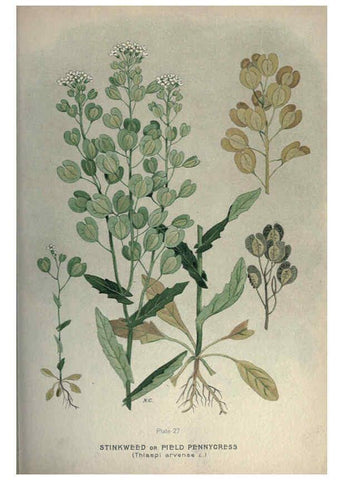 Reproducción/Reproduction 6045204935: Farm weeds of Canada Ottawa :Dept. of Agriculture,1923 
