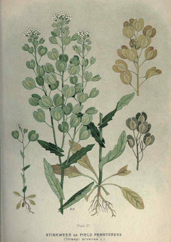 Reproducción/Reproduction 6045204935: Farm weeds of Canada Ottawa :Dept. of Agriculture,1923 