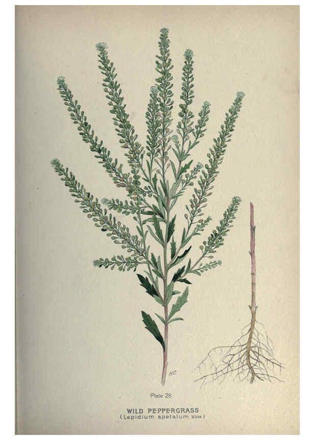 Reproducción/Reproduction 6045205135: Farm weeds of Canada Ottawa :Dept. of Agriculture,1923 