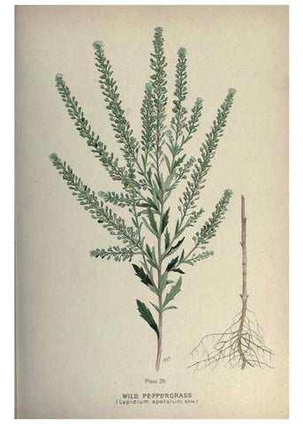 Reproducción/Reproduction 6045205135: Farm weeds of Canada Ottawa :Dept. of Agriculture,1923 