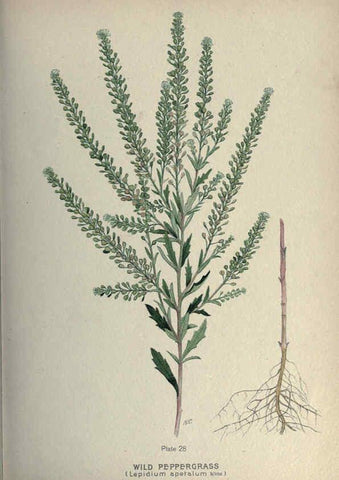 Reproducción/Reproduction 6045205135: Farm weeds of Canada Ottawa :Dept. of Agriculture,1923 