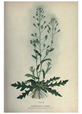 Reproducción/Reproduction 6045205413: Farm weeds of Canada Ottawa :Dept. of Agriculture,1923 