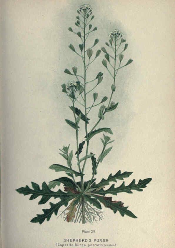 Reproducción/Reproduction 6045205413: Farm weeds of Canada Ottawa :Dept. of Agriculture,1923 