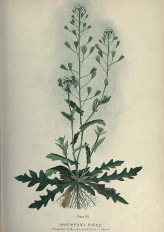 Reproducción/Reproduction 6045205413: Farm weeds of Canada Ottawa :Dept. of Agriculture,1923 