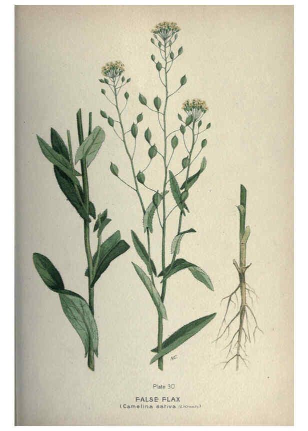 Reproducción/Reproduction 6045755328: Farm weeds of Canada Ottawa :Dept. of Agriculture,1923 