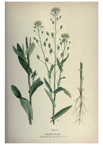 Reproducción/Reproduction 6045755328: Farm weeds of Canada Ottawa :Dept. of Agriculture,1923 